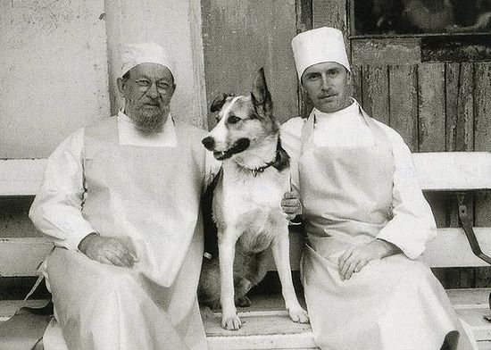 История создания повести "Собачье сердце" Булгакова