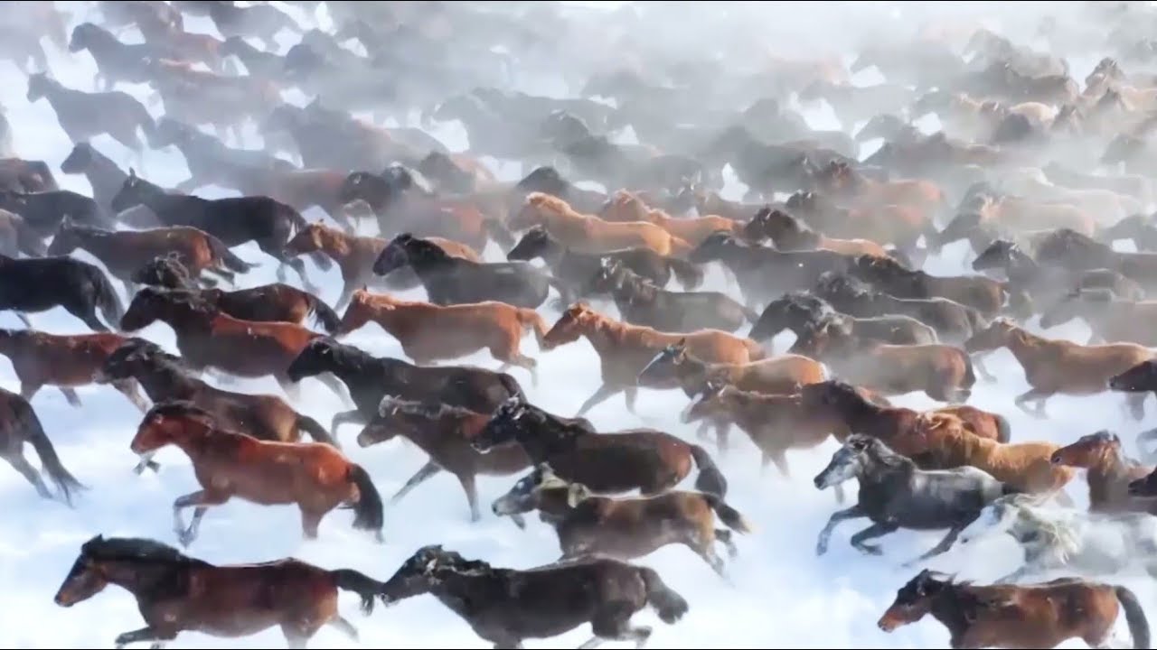 Список лучших фильмов про лошадей