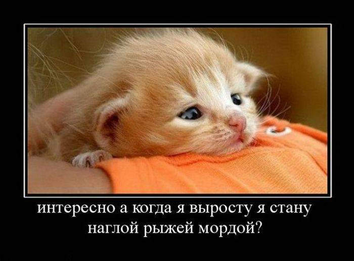 Значение и смысл пословицы "Смеется тот, кто смеется последним"