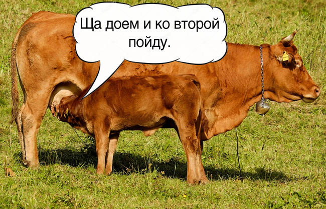 Значение и смысл пословицы "Ласковое дитя двух маток сосет"