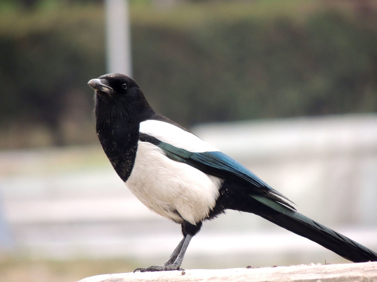 "Сорока без причины не стрекочет": смысл пословицы