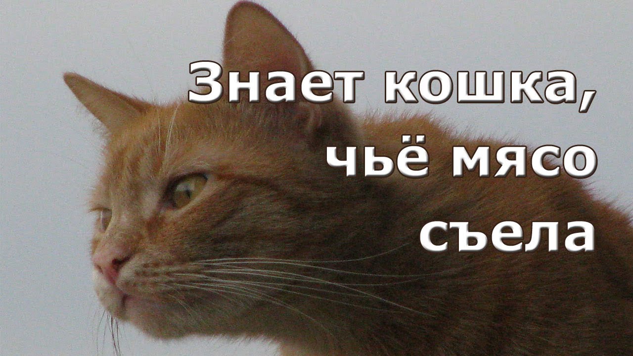 Значение и смысл пословицы "Знает кошка, чье мясо съела"