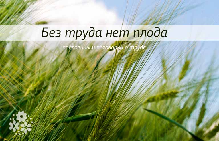 Значение и смысл пословицы "Без труда нет плода"