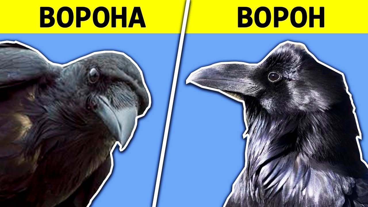 Как отличить ворон от воронов