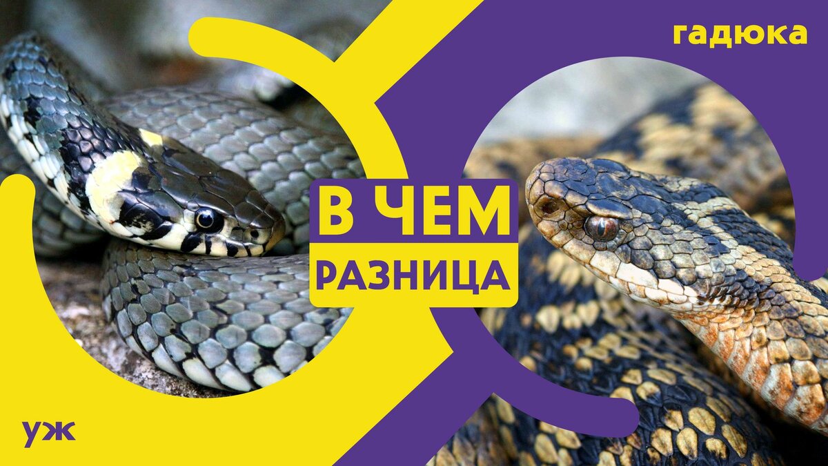 Как отличить ужа от гадюки