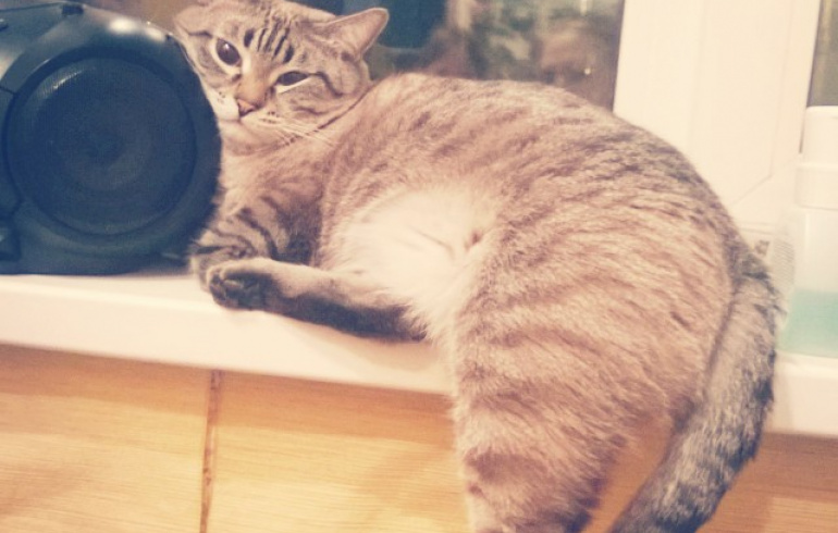 Смысл песни Кот кота